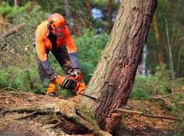 Best Tree Cabling and Bracing  in Coal Valley, IL